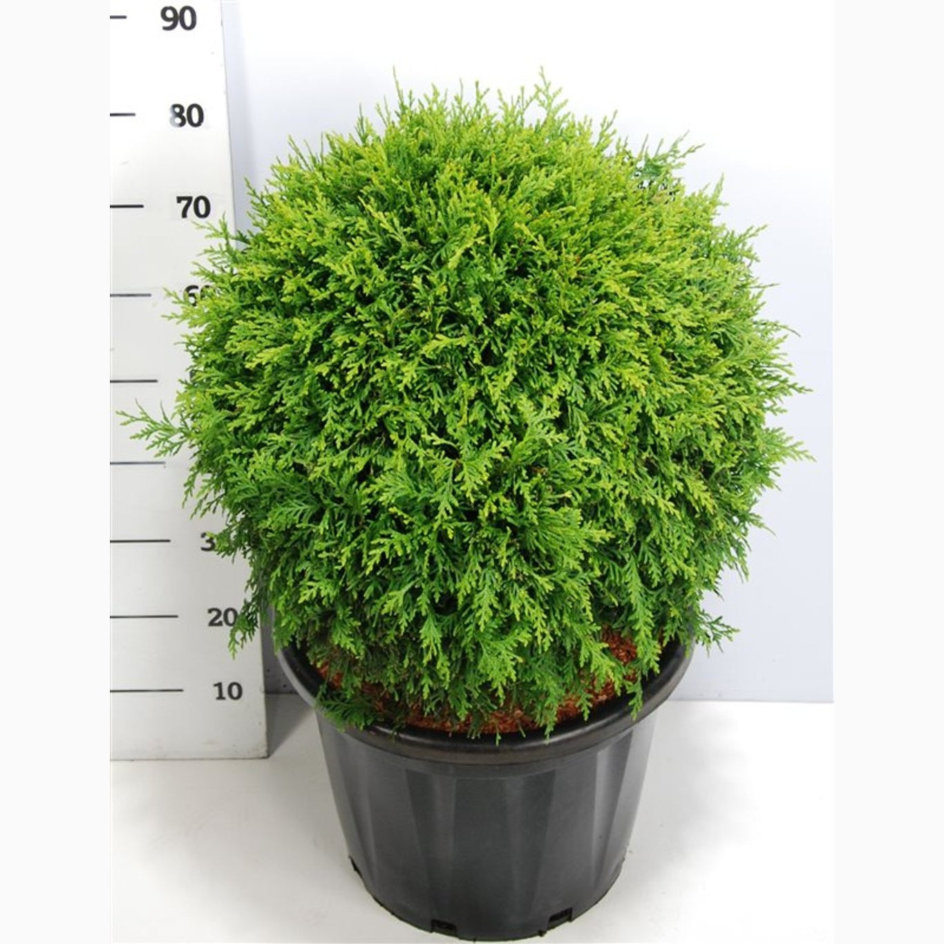 Thuja – Thuja occidentalis 'Brabant' - 60 CM Ball Cont.